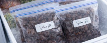 روش نگهداری آلو بخارا در فریزر: ماندگاری طولانی با طعم ثابت و طبیعی