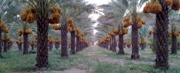 خرمای زاهدی طلحه دشتستان ثبت جهانی شد