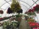 رئیس اتحادیه تولیدکنندگان گل و گیاه: رتبه ۱۷ تولید داریم، اما در صادرات ۱۰۷ هستیم