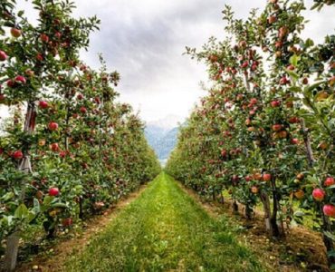 معافیت ۸۱ ردیف محصول باغی از عوارض صادراتی آب مجازی